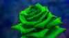 Green rose HD Wallpaper