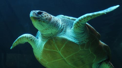 Green Sea Turtle Hd Wallpaper for Desktop and Mobiles