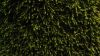 Green surface texture HD Wallpaper