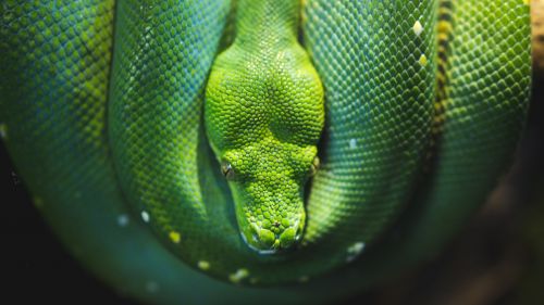 Green Tree Python Snake Hd Wallpaper for Desktop and Mobiles