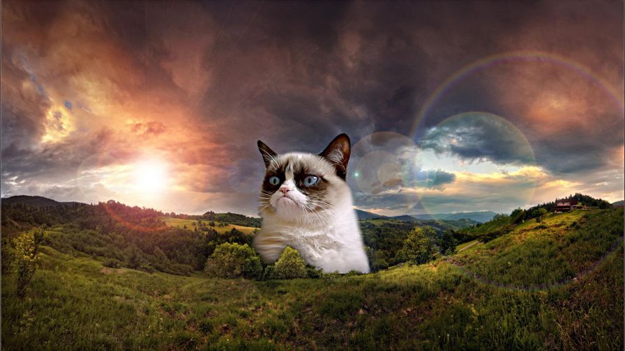 Grumpy Cat Meme HD Wallpaper