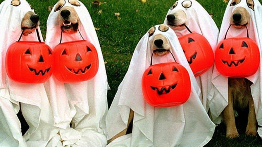 Halloween Dogs HD Wallpaper