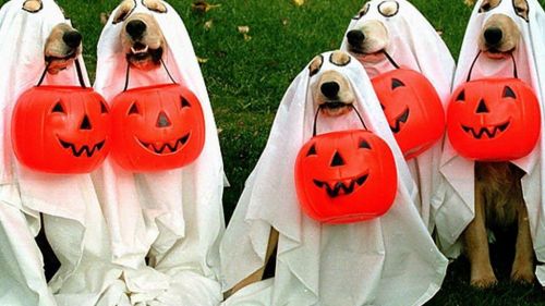 Halloween Dogs HD Wallpaper