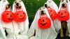 Halloween Dogs HD Wallpaper