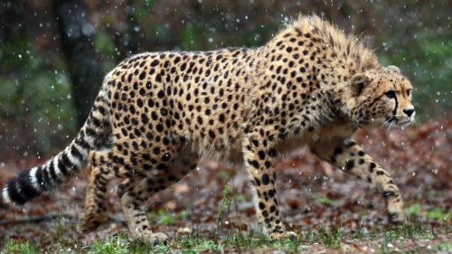 HD Cheetah Wallpaper Free Download for Phone and Desktop