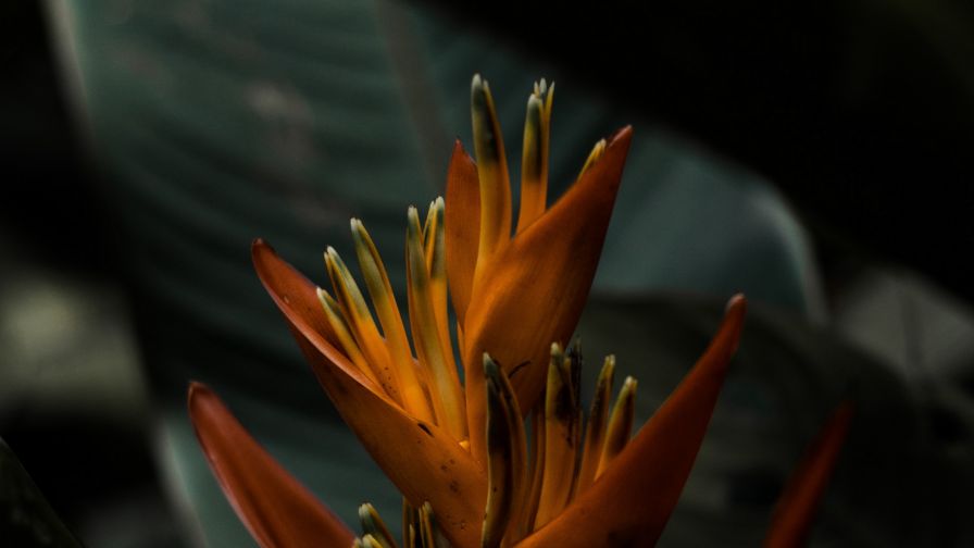 Heliconia flower HD Wallpaper