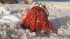 Hermit Crab Nebula Wallpaper for Desktop and Mobiles