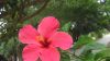 Hibiscus Flower HD Wallpaper