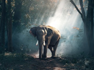 High Quality Elephant Wallpaper for Desktop and Mobile