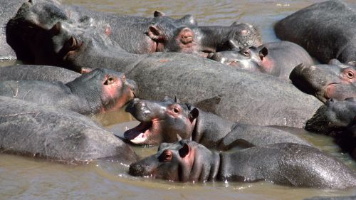 Hippo HD Wallpaper