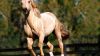Horse Front View HD Wallpaper