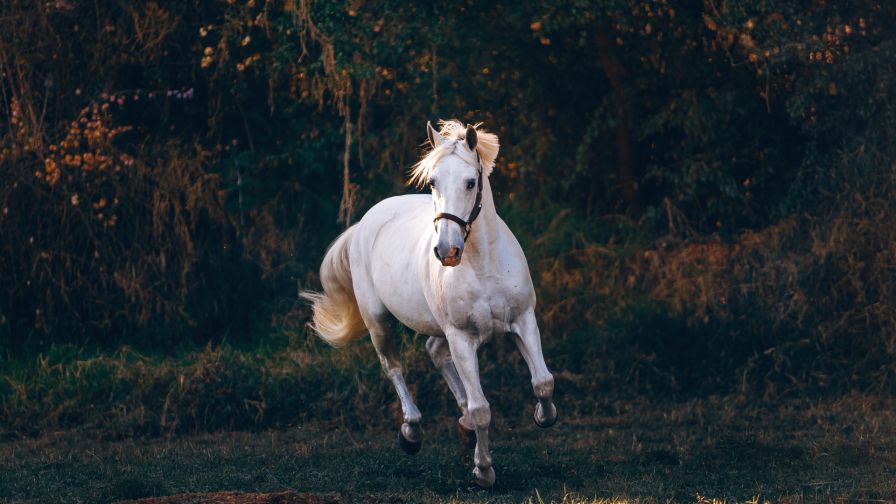 Horse running in the fields HD Wallpaper