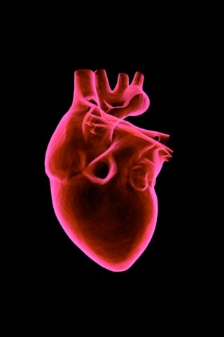 Human heart HD Wallpaper