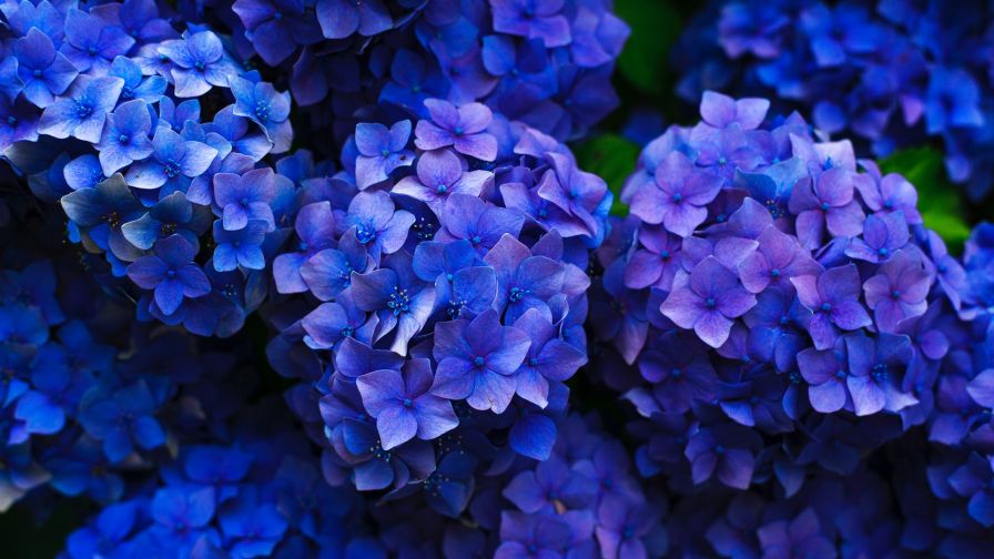 Hydrangea HD Wallpaper