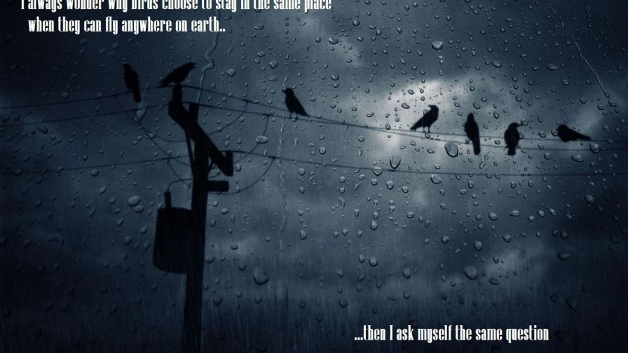 I always wonder why birds... HD Wallpaper