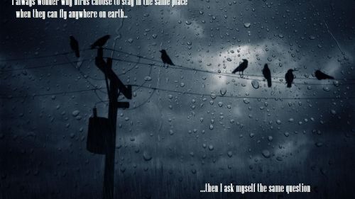 I always wonder why birds... HD Wallpaper