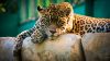 Jaguar Animal Wallpaper for Desktop and Mobiles
