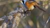 Bearded Tit HD Wallpaper