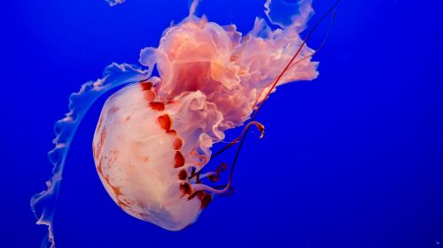 Jellyfish at the ocean HD Wallpaper