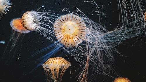 Jellyfish swimming underwater HD Wallpaper