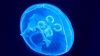 Jellyfish under the water HD Wallpaper