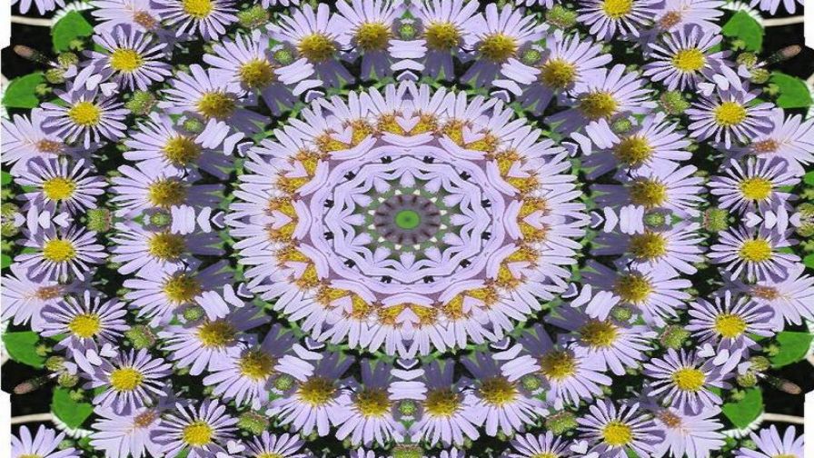 Kaleidoscope of Daisies HD Wallpaper