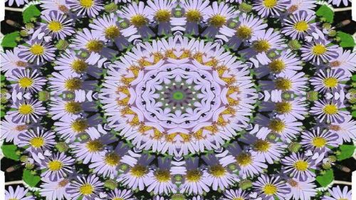 Kaleidoscope of Daisies HD Wallpaper