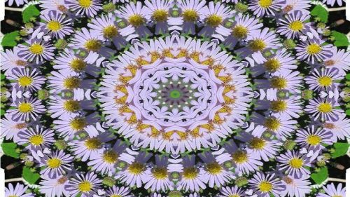 Kaleidoscope of Daisies HD Wallpaper