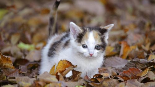 Kitten's Autumn HD Wallpaper