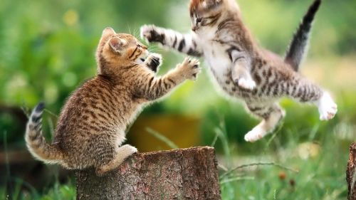 Kittens Playing Fighting Wallpaper for Desktop and Mobiles