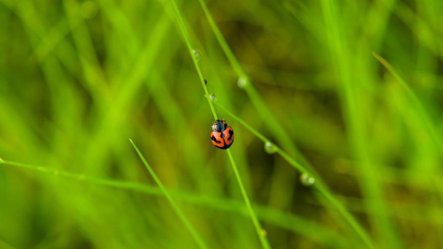 Ladybug walking at a plant HD Wallpaper