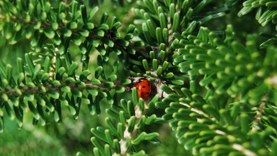 Ladybug walking over branches HD Wallpaper