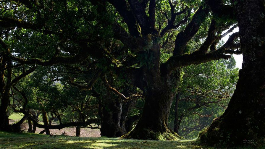 Large Trees