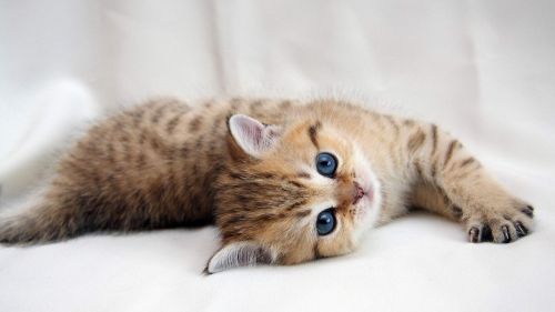 Lazy kitten HD Wallpaper