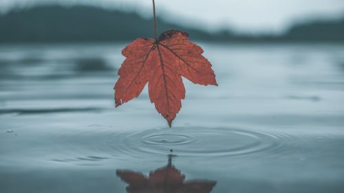 Leaf reflection on the water HD Wallpaper