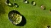 Leaf with Water Drops