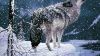 Lone Wolf HD Wallpaper