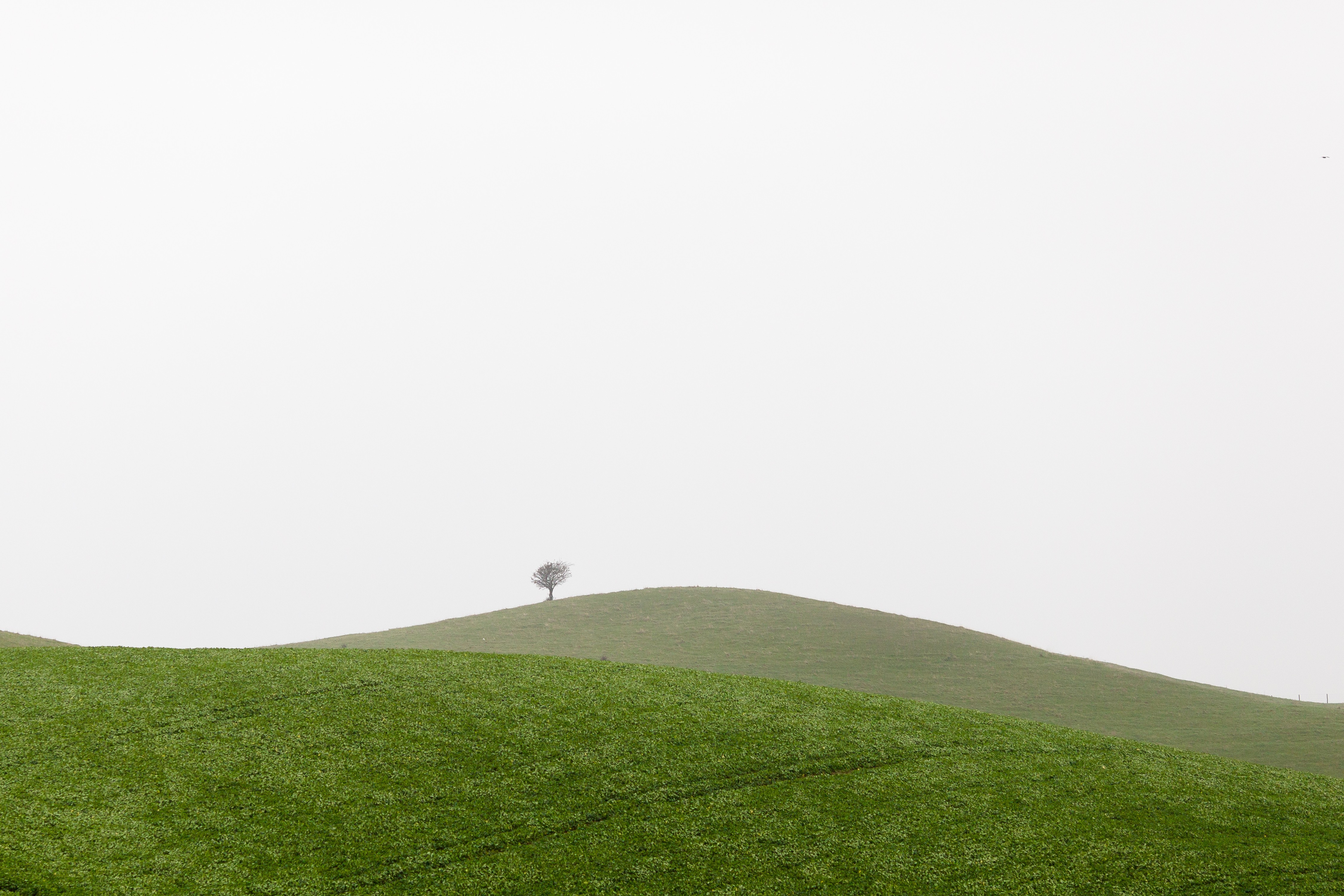 Lonely Tree on a Grassy Hillside 4495x2997 - HD Wallpaper - Wallpapers.net