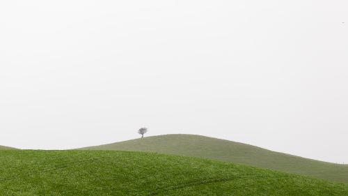 Lonely Tree on a Grassy Hillside