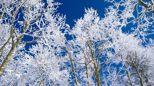 Looking Up at the Winter Trees HD Wallpaper