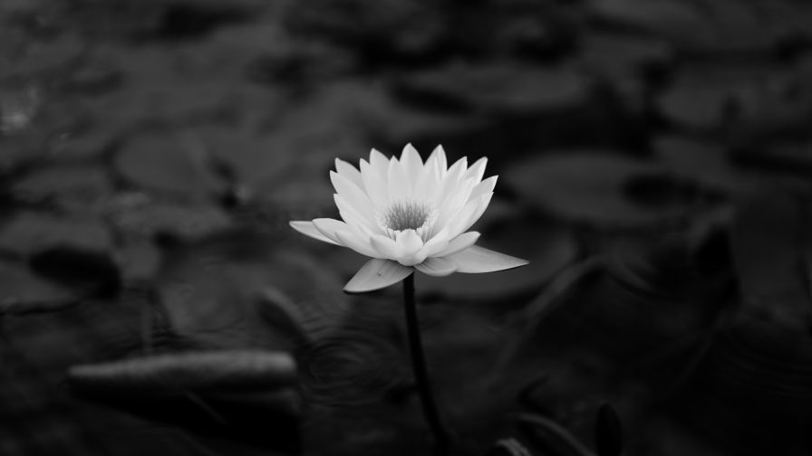 Lotus flower HD Wallpaper