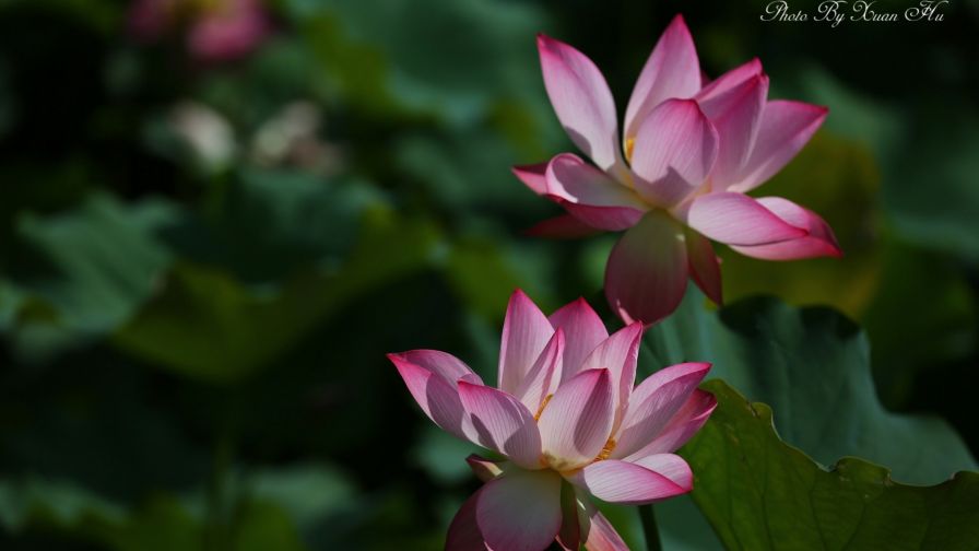 Lotus HD Wallpaper