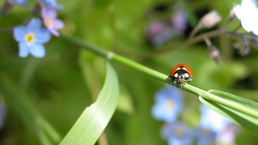 Love bug on a leaf HD Wallpaper