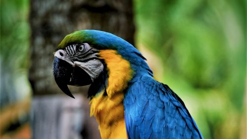 Macaw parrot HD Wallpaper