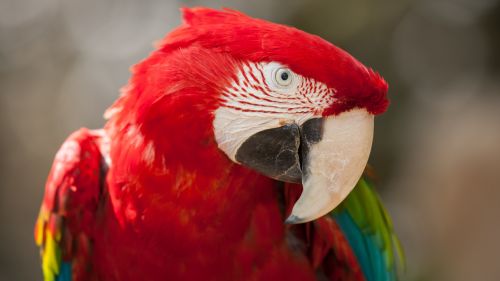 Macaw Red Green Parrot Wallpaper for Desktop and Mobiles
