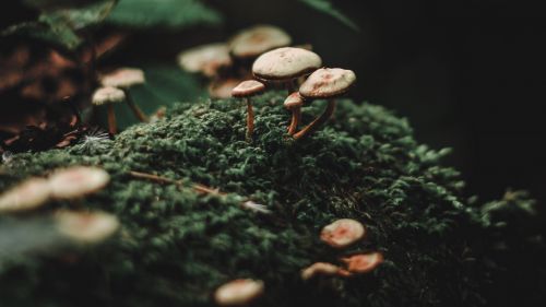 Macro image of mushrooms HD Wallpaper