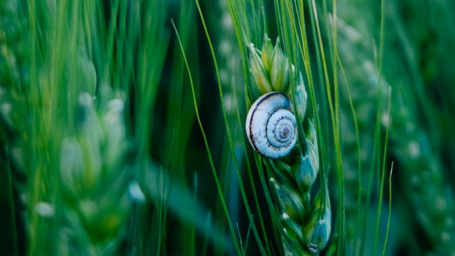 Macro image of snail HD Wallpaper