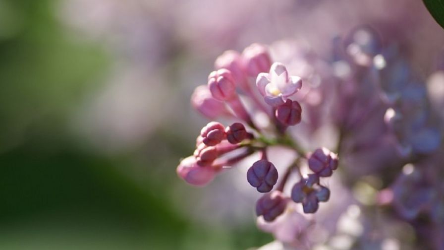 Macro lilacs HD Wallpaper