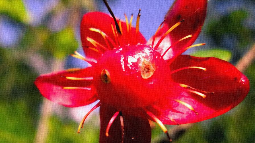 Madara Flower