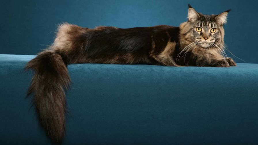 Maine Coon Cat HD Wallpaper